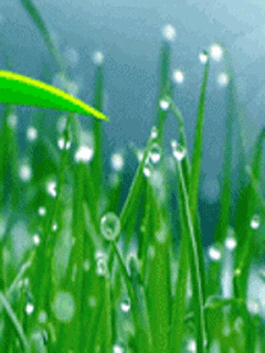 Скачать Nature бесплатно